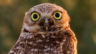 How owls twist their heads almost 360 degrees [upl. by Aihtiekal603]