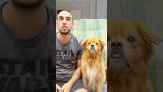 Pet friendly dog part1 funny funnypetsmoments doglover funnyvideo pets petmoments petowner [upl. by Incrocci565]