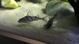 Pictus catfish [upl. by Leirraj]