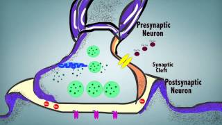 Synaptic Transmission [upl. by Suirtimed]