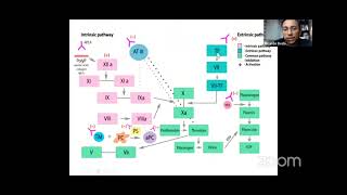 Síndrome Antifosfolipídico Fisiopatología [upl. by Ahsinel]