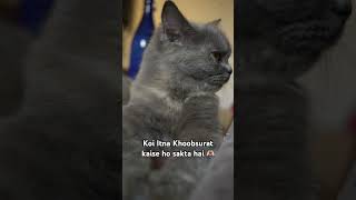 cat cute beautiful persaincat animals billi lexi persian khoobsurat love shorts pets [upl. by Konstanze51]