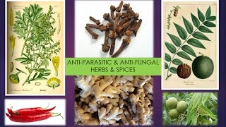 AntiParasitic  AntiFungal Herbs amp Spices [upl. by Gilliam536]