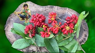 Amazing 3 Boys Find the Uvaria Rufa Fruit to Eat in Cambodian Wild  Country Fruit [upl. by Pelson]