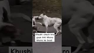 Pet bharne ke baad khushi check kro doglover pets funny streetdog straydogs helpinghands [upl. by Gerta]