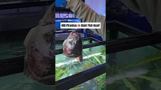 400 piranha vs fish head 🤯 shorts shortvideo [upl. by Ainoval772]