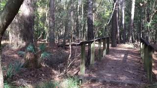 Hiking Pine Trail at Wormsloe Historic Site [upl. by Gnauq]