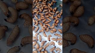 Rhynchophorus phoenicis သင်ပေါင်းပိုး MmFood [upl. by Eellek874]