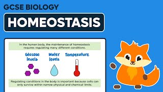 Homeostasis  GCSE Biology [upl. by Roxy]