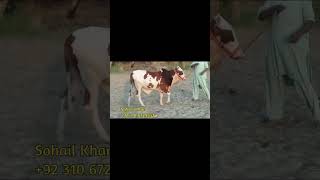 ABLAK BEAUTY PINK NOSE KARACHIQURBANILOVER [upl. by Iverson]