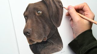 How to draw a Chocolate Lab  Colored Pencils for Beginners [upl. by Polky]