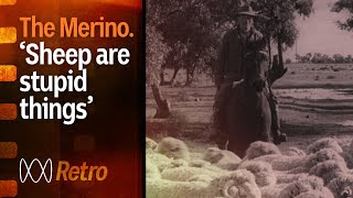 Australian Merino sheep  the history and origin story  Rural 75th  ABC Australia [upl. by Aeneg429]