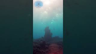 Get ULTIMATE RELAXATION With 639 Hz And Underwater Sounds  Echoes Of Awareness [upl. by Lleynad]