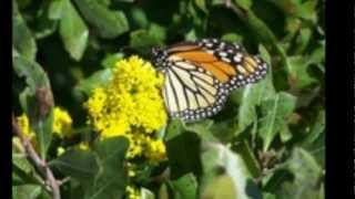 The Cape May Monarch Butterfly [upl. by Hctub]