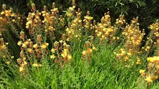 Plant Features Bulbine [upl. by Woodrow]