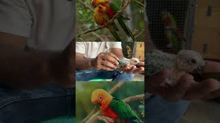 Conure shorts shotsfeed 01trending [upl. by Nahtnhoj]