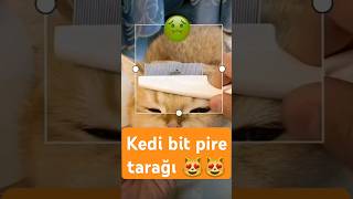 Kedi bit pire tarağı 😱 keşfet cat shots catlover tarak pire bit shortvideo fypシ゚viralcats [upl. by Didier]