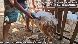 OVELHAS E CARNEIROS DORPER DISPONÍVEL A VENDA ZAU DAS OVELHAS 🐑 EM SANTA CRUZ DO CAPIBARIBEPE [upl. by Zerk]