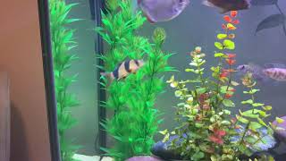 African Cichlid tank mates [upl. by Akehsay650]