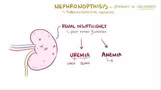 Medullary Cystic Kidney Disease  Renal Pathology  Osmosis [upl. by Ahsinna]