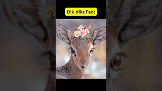 Dik dik fact The smallest antelope shorts deer animalfacts [upl. by Seidel]