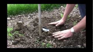 How to Plant Bare Root Grapes StepbyStep Guide for Successful Grape Growing [upl. by Barbie303]