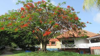 La Martinique [upl. by Mcgregor327]