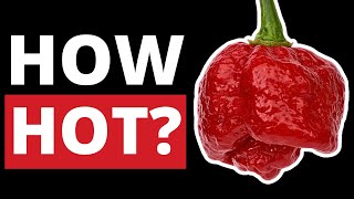 Trinidad Moruga Scorpion Pepper on the Scoville Scale [upl. by Yerag]