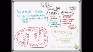 OCR A LEVEL BIOLOGY  UNIT 57  AEROBIC RESPIRATION [upl. by Beattie]