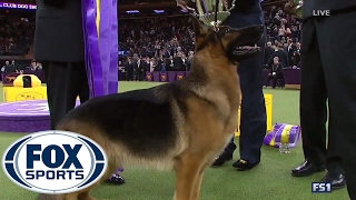 German Shepherd Rumor wins Best in Show  Westminster Dog Show 2017  FOX SPORTS [upl. by Nerac]