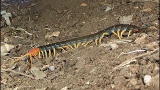 Giant redheaded centipede Big bold and venomous [upl. by Nnalatsyrc]