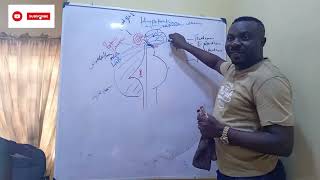 Hypothalamus Part I Structures and Functions [upl. by Westmoreland]