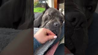 Chihuahua V Cane Corso dog canecorso youtubeshorts funny laugh chihuahua uahua [upl. by Ardis]