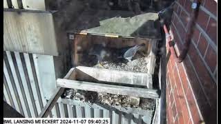 Lansing Eckert peregrines short bonding 20241107 [upl. by Aivatnuhs226]