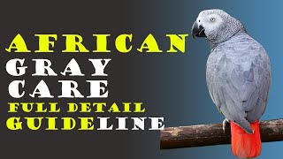 How To Care African Gray Parrot Everything You Need to Know [upl. by Htebazila]