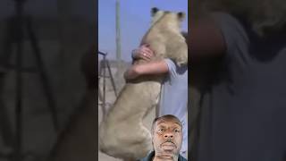 INSANE Video Of A Lion Hugging A Man shorts [upl. by Anaxor]