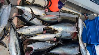 GREENSTICK FISHING for YELLOWFIN  BIGEYE TUNA in NORTHEAST CANYONS  Ep 50 [upl. by Hebert770]