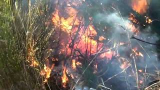 Burning Scotch Broom in Cobble Hill BC [upl. by Nosydam71]