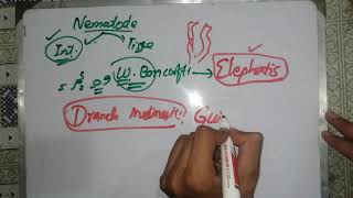 nematodes lecture nematodes 2 🦎🦎🦎 general characteristics nematodes introduction parasitology [upl. by Ynohtnaed]