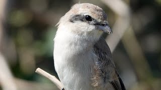 20240211  231845830 1200705630  荒漠伯勞Lanius isabellinus 迷鳥；幼鳥；靠很近沒關係的 7 [upl. by Fazeli525]