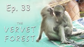 Baby Monkey Troop Integration Goes Wrong  Vervet Forest  Ep 33 [upl. by Blayze]