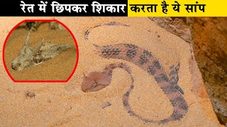 रेत में छिपकर शिकार करता है ये सांप।Weirdest snakes in the worldHorned desert viper [upl. by Tooley]