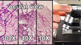 How to Focus a Microscope amp How the Field of View Changes [upl. by Elrae715]