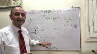 Peroxisomes Histology 1st y [upl. by Digirb]