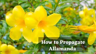 How to propagate Allamanda from cuttingGrow Golden trumpet from cuttingWith updates [upl. by Dudley]